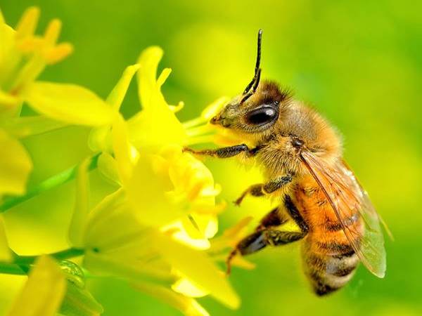 Mơ thấy con ong là điềm báo gì