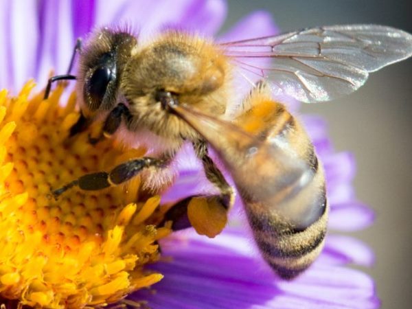 Con ong số mấy – Nằm mơ thấy con ong đánh con gì