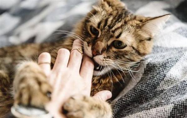 Mơ thấy mèo cắn – Tín hiệu tâm linh không thể coi thường