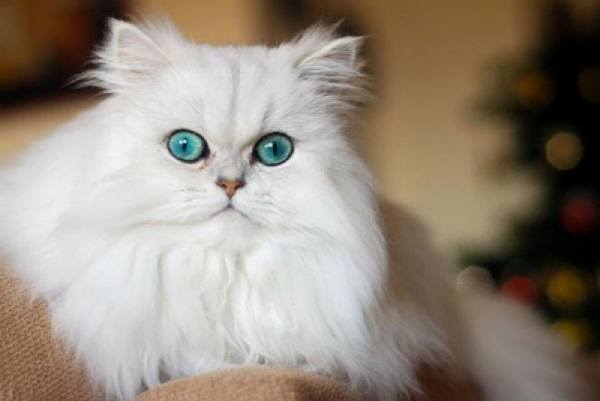 Mơ thấy mèo trắng: Bạn nhất định phải xem ngay những luận giải này