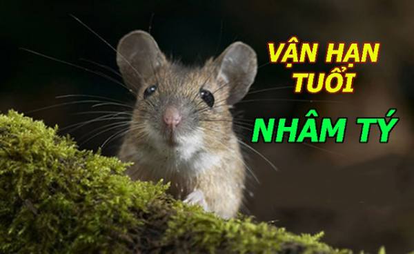 Tìm số đẹp tuổi Nhâm Tý 6/11/2024 để đón nhận phúc lộc