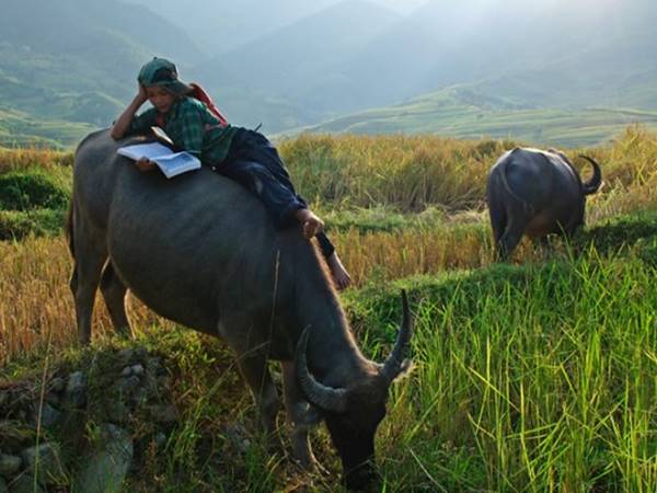 Thấy chăn trâu thường hay xuất hiện con số may mắn nào